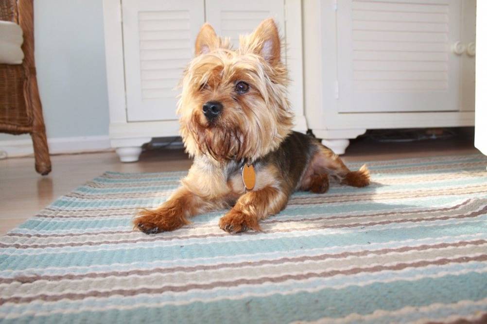 Cães para apartamentos - Yorkshire Terrier