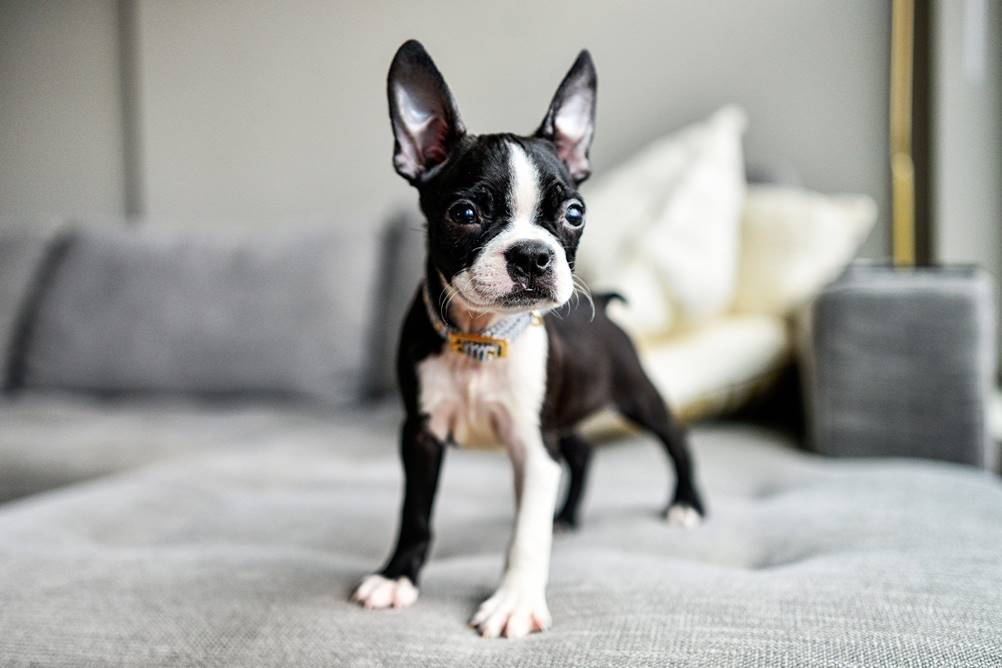 Cães para apartamentos - como escolher a raça certa